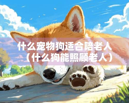 什么宠物狗适合陪老人（什么狗能照顾老人）