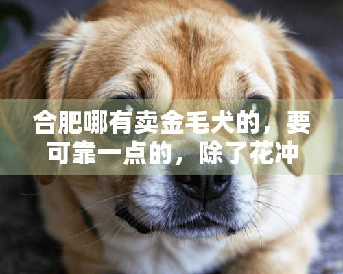 合肥哪有卖金毛犬的，要可靠一点的，除了花冲以外