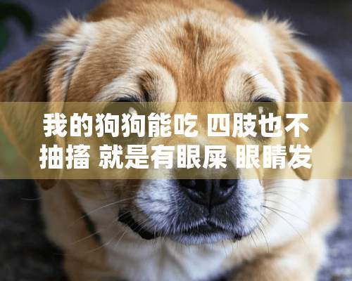 我的狗狗能吃 四肢也不抽搐 就是有眼屎 眼睛发红 这算是犬瘟热么？