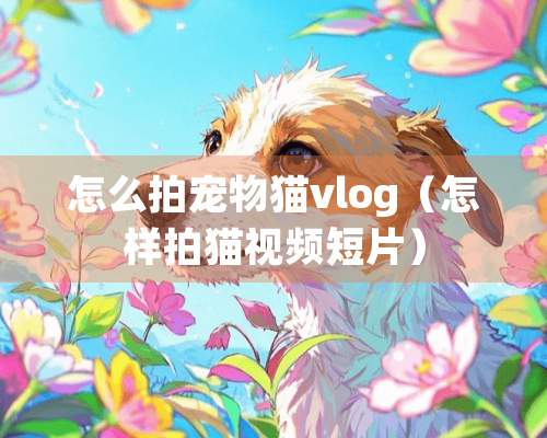 怎么拍宠物猫vlog（怎样拍猫视频短片）