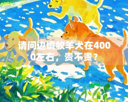 请问边境牧羊犬在4000左右，贵不贵？