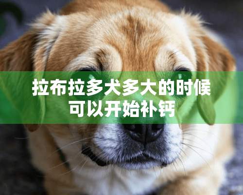 拉布拉多犬多大的时候可以开始补钙