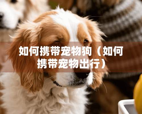 如何携带宠物狗（如何携带宠物出行）