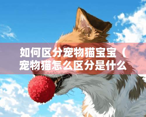 如何区分宠物猫宝宝（宠物猫怎么区分是什么品种呢）