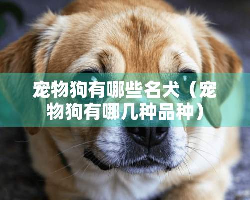 宠物狗有哪些名犬（宠物狗有哪几种品种）