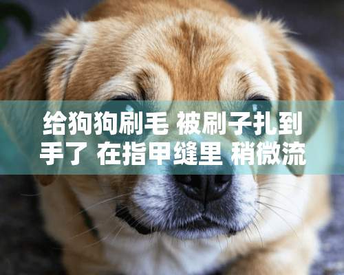 给狗狗刷毛 被刷子扎到手了 在指甲缝里 稍微流了一点血 会不会有问题？