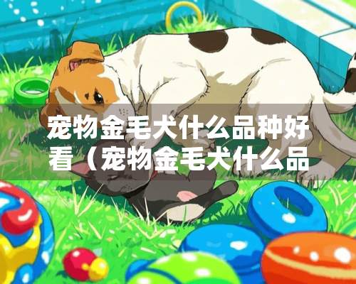 宠物金毛犬什么品种好看（宠物金毛犬什么品种好看又好养）