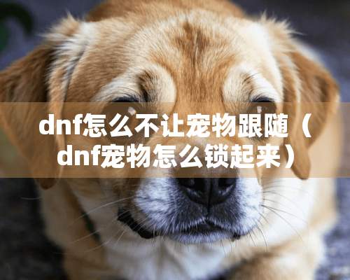 dnf怎么不让宠物跟随（dnf宠物怎么锁起来）