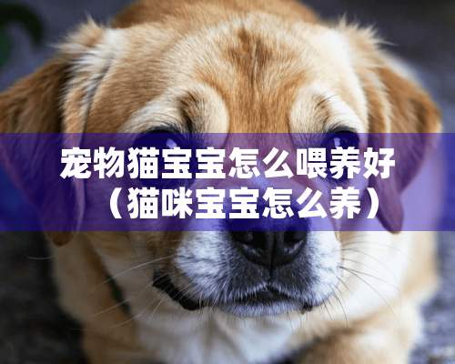 宠物猫宝宝怎么喂养好（猫咪宝宝怎么养）