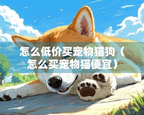 怎么低价买宠物猫狗（怎么买宠物猫便宜）