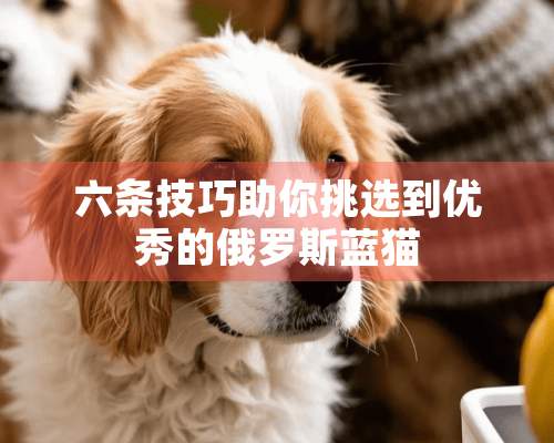 六条技巧助你挑选到优秀的俄罗斯蓝猫