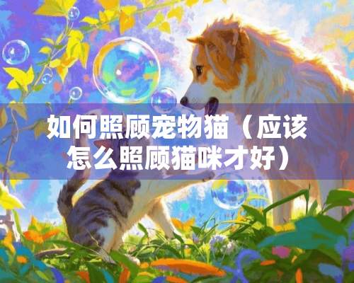 如何照顾宠物猫（应该怎么照顾猫咪才好）