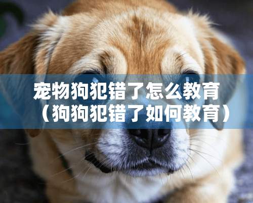 宠物狗犯错了怎么教育（狗狗犯错了如何教育）