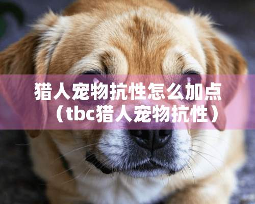 猎人宠物抗性怎么加点（tbc猎人宠物抗性）