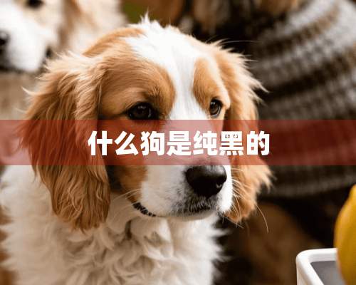 什么狗是纯黑的