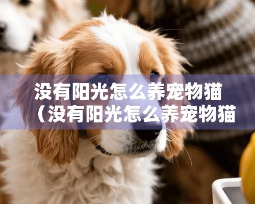 没有阳光怎么养宠物猫（没有阳光怎么养宠物猫咪）