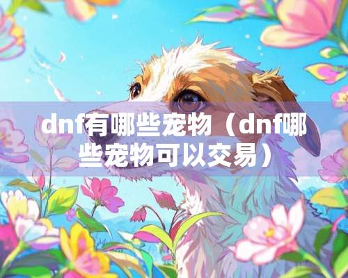 dnf有哪些宠物（dnf哪些宠物可以交易）