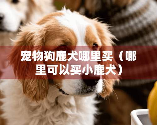 宠物狗鹿犬哪里买（哪里可以买小鹿犬）