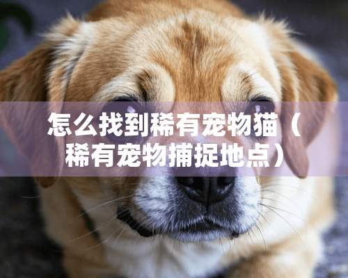 怎么找到稀有宠物猫（稀有宠物捕捉地点）