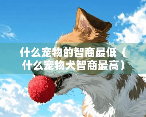 什么宠物的智商最低（什么宠物犬智商最高）