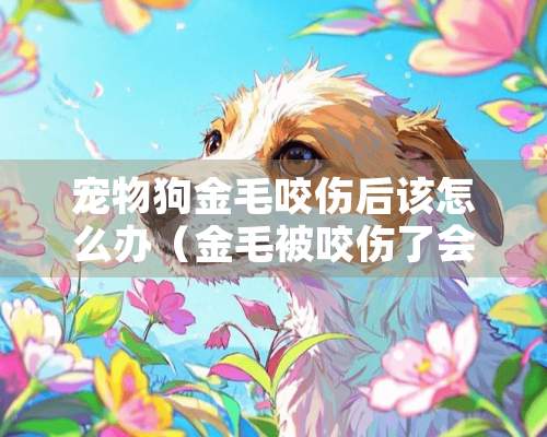 宠物狗金毛咬伤后该怎么办（金毛被咬伤了会自愈吗）