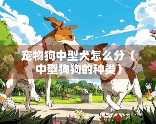 宠物狗中型犬怎么分（中型狗狗的种类）