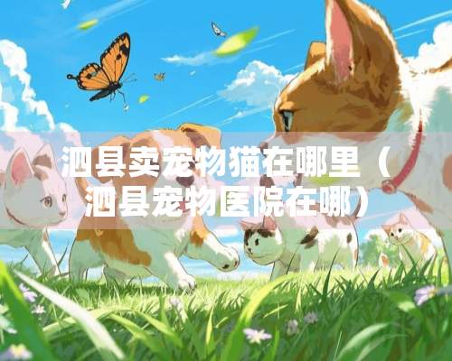 泗县卖宠物猫在哪里（泗县宠物医院在哪）