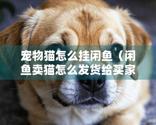 宠物猫怎么挂闲鱼（闲鱼卖猫怎么发货给买家）