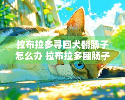 拉布拉多寻回犬翻肠子怎么办 拉布拉多翻肠子治疗方法