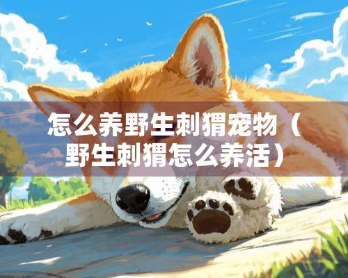 怎么养野生刺猬宠物（野生刺猬怎么养活）