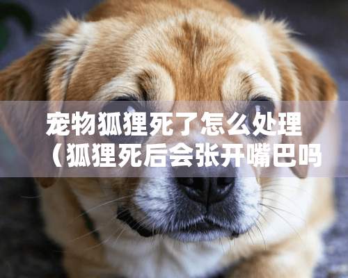 宠物狐狸死了怎么处理（狐狸死后会张开嘴巴吗）