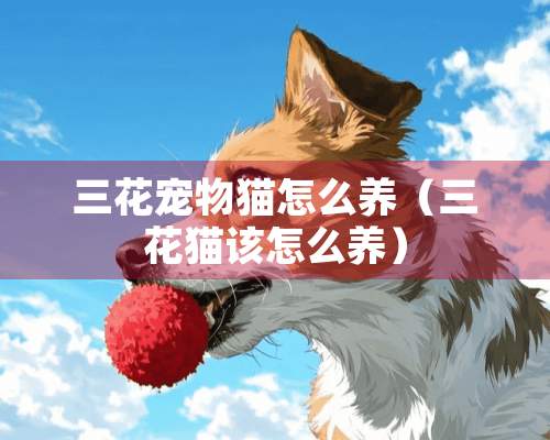 三花宠物猫怎么养（三花猫该怎么养）