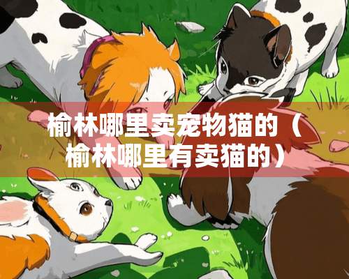 榆林哪里卖宠物猫的（榆林哪里有卖猫的）