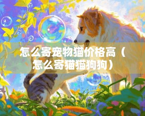 怎么寄宠物猫价格高（怎么寄猫猫狗狗）