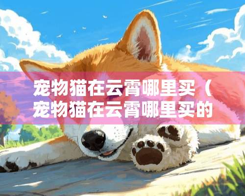 宠物猫在云霄哪里买（宠物猫在云霄哪里买的）