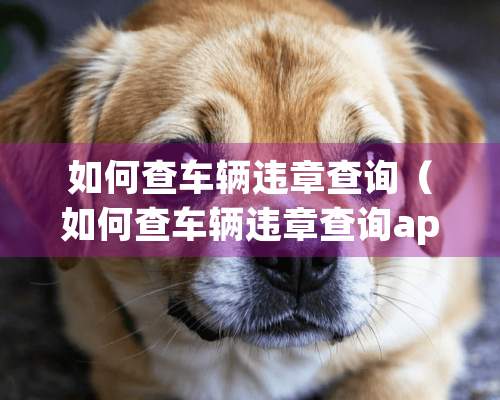 如何查车辆违章查询（如何查车辆违章查询app）