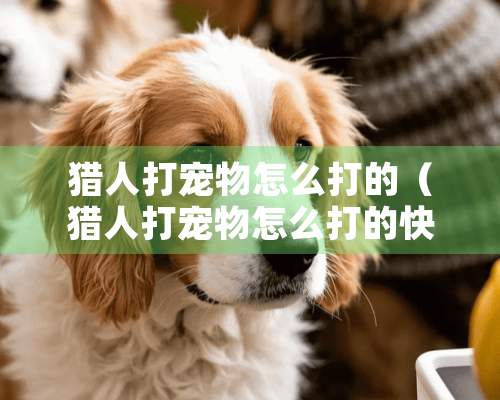 猎人打宠物怎么打的（猎人打宠物怎么打的快一点）