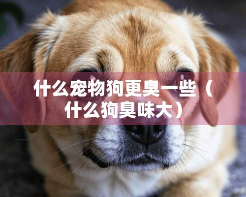 什么宠物狗更臭一些（什么狗臭味大）