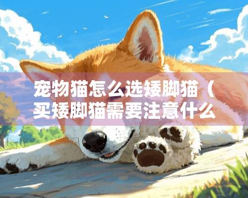 宠物猫怎么选矮脚猫（买矮脚猫需要注意什么）