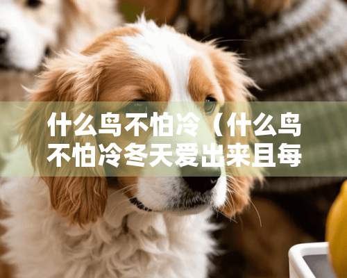 什么鸟不怕冷（什么鸟不怕冷冬天爱出来且每年都在同一个窝生仔）