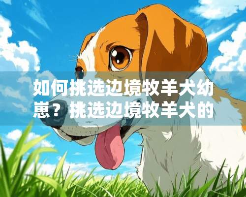 如何挑选边境牧羊犬幼崽？挑选边境牧羊犬的技巧是什么？