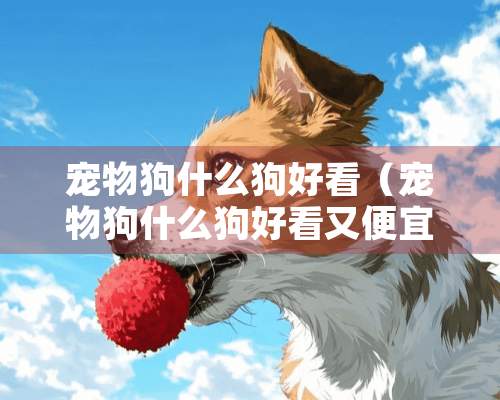 宠物狗什么狗好看（宠物狗什么狗好看又便宜）