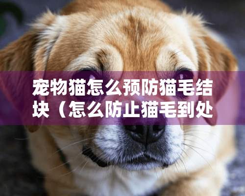 宠物猫怎么预防猫毛结块（怎么防止猫毛到处飞）