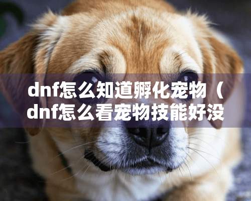 dnf怎么知道孵化宠物（dnf怎么看宠物技能好没好）