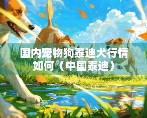 国内宠物狗泰迪犬行情如何（中国泰迪）