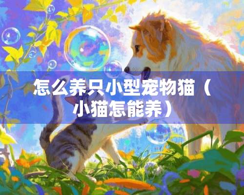 怎么养只小型宠物猫（小猫怎能养）