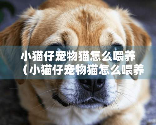 小猫仔宠物猫怎么喂养（小猫仔宠物猫怎么喂养的）