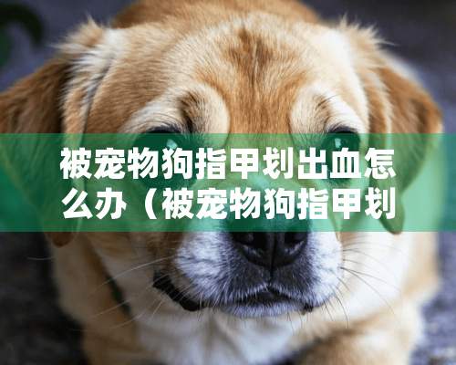 被宠物狗指甲划出血怎么办（被宠物狗指甲划伤了要打狂犬疫苗吗）