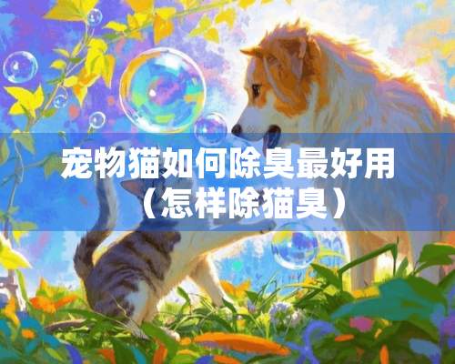 宠物猫如何除臭最好用（怎样除猫臭）