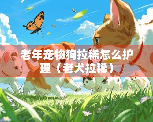 老年宠物狗拉稀怎么护理（老犬拉稀）